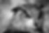 Close Up Owl_edited.jpg