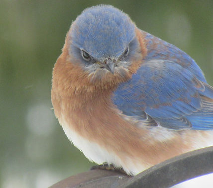 Gniadek, Bob Bluebird Wendy Laurin.JPG