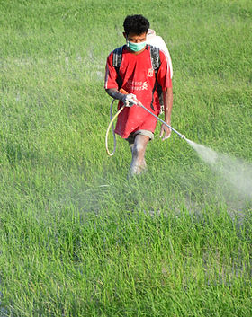SprayOnRIce (8).JPG