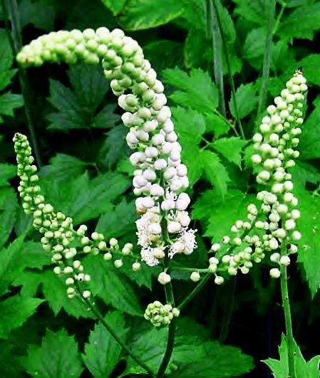 black cohosh in its natural form