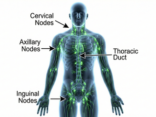 The Crucial Role of Lymph Nodes in Maintaining Body Health