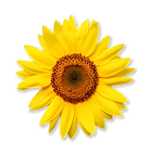 HomePage Sunflowers copy.png