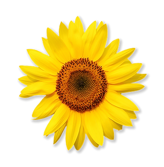 HomePage Sunflowers copy.png