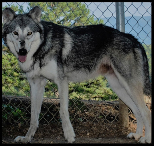 Real Wolfdog 75 Wolf Dog Breeds Vlcak Dog Czechoslovakian