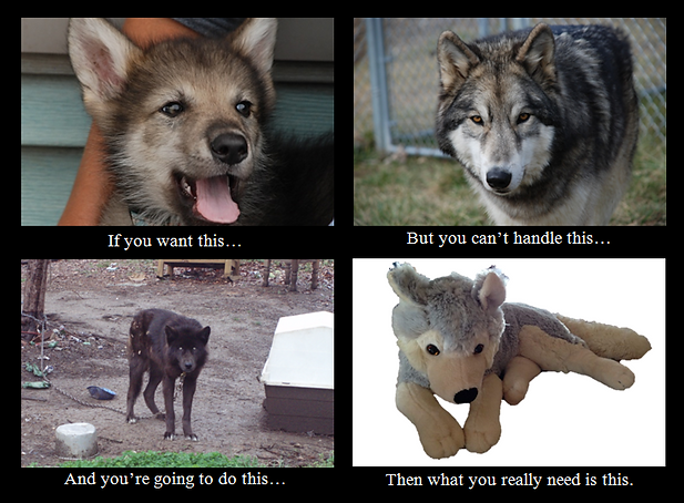Wolf Dog Graphic.PNG