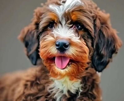 cockapoo puppy