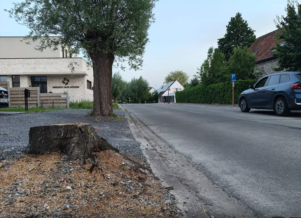 Boomstronken Guido Gezellestraat worden nog verwijderd