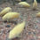 Thumbnail: Corydoras Albino