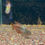 Thumbnail: WILD Hyphessobrycon Notidanos (Red Devil Tetra)