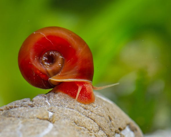 Red Ramshorn Snails