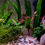 Thumbnail: Galaxy Rasbora