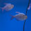Thumbnail: 5pcs x Columbian Tetra
