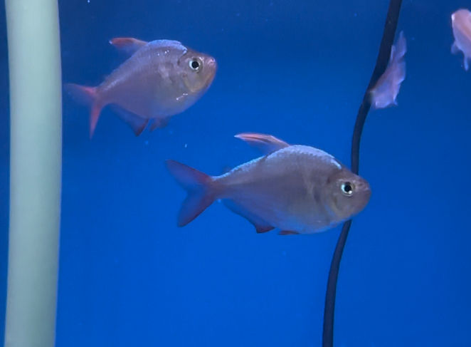 5pcs x Columbian Tetra