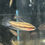 Thumbnail: Blue Line Parosphromenus sp. 'Sentang'