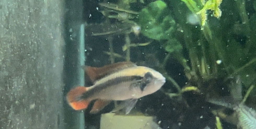 Apistogramma Agassizii Double Red Pair 