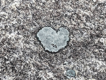 My mis-shapen but resilient heart