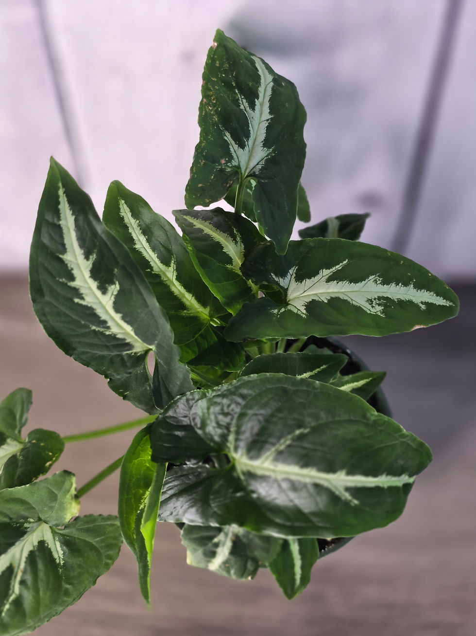 Thumbnail: Syngonium Wenlandii