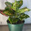 Thumbnail: Aglaonema Red Valentine
