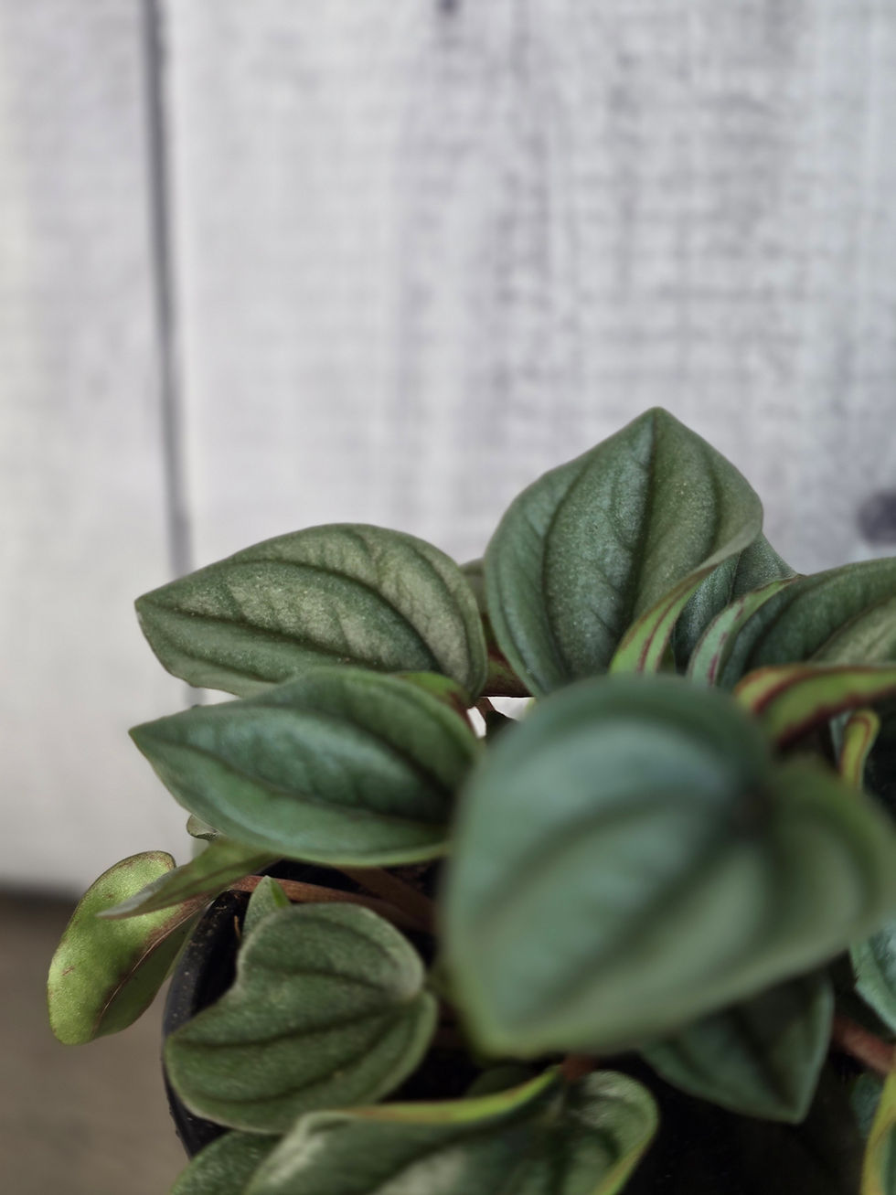 Thumbnail: Peperomia 'Napoli Nights'