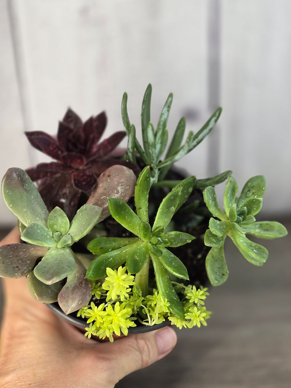 Thumbnail: Succulent Garden