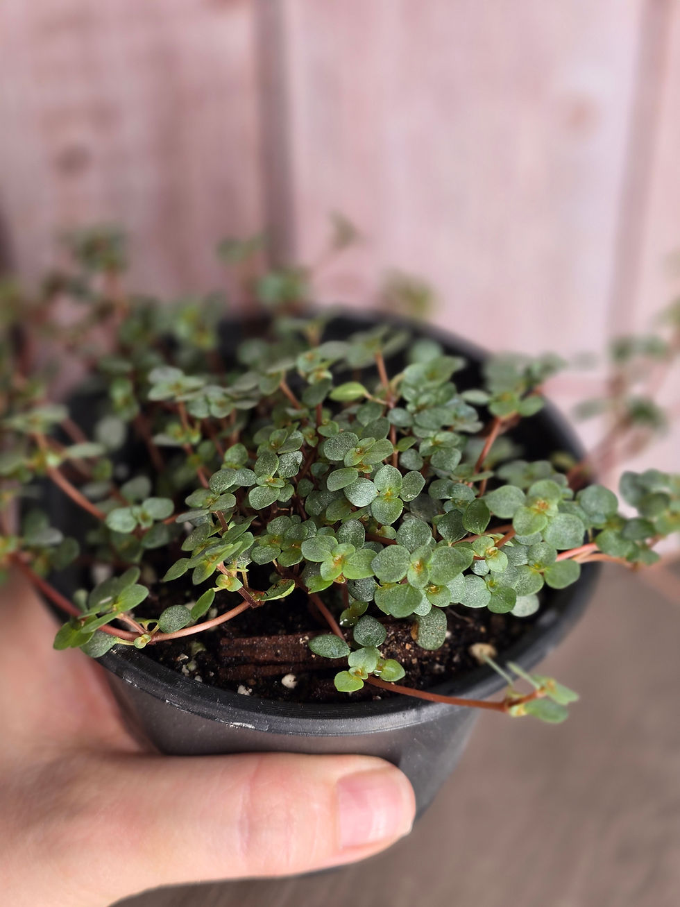 Thumbnail: Pilea Red Stem