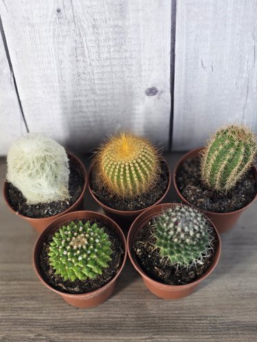 Cactus Assorted | Curly Tail Botanicals
