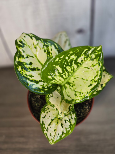 fiddle leaf fig plant for sale Fiddle Leaf Fig Tree for Sale
