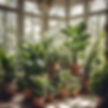 lush beautiful houseplants in a sunroom.jpg