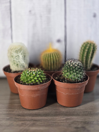 Cactus Assorted | Curly Tail Botanicals