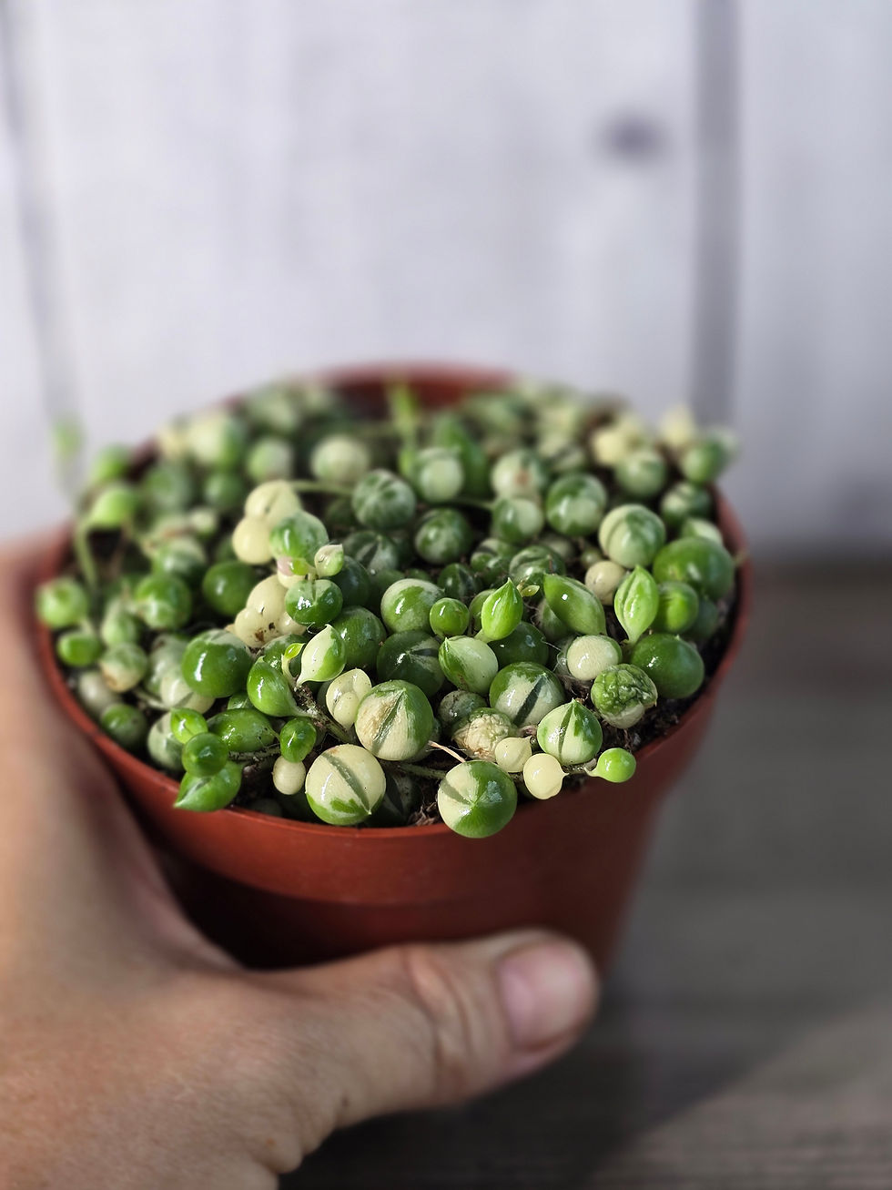 Thumbnail: String of Pearls Variegated