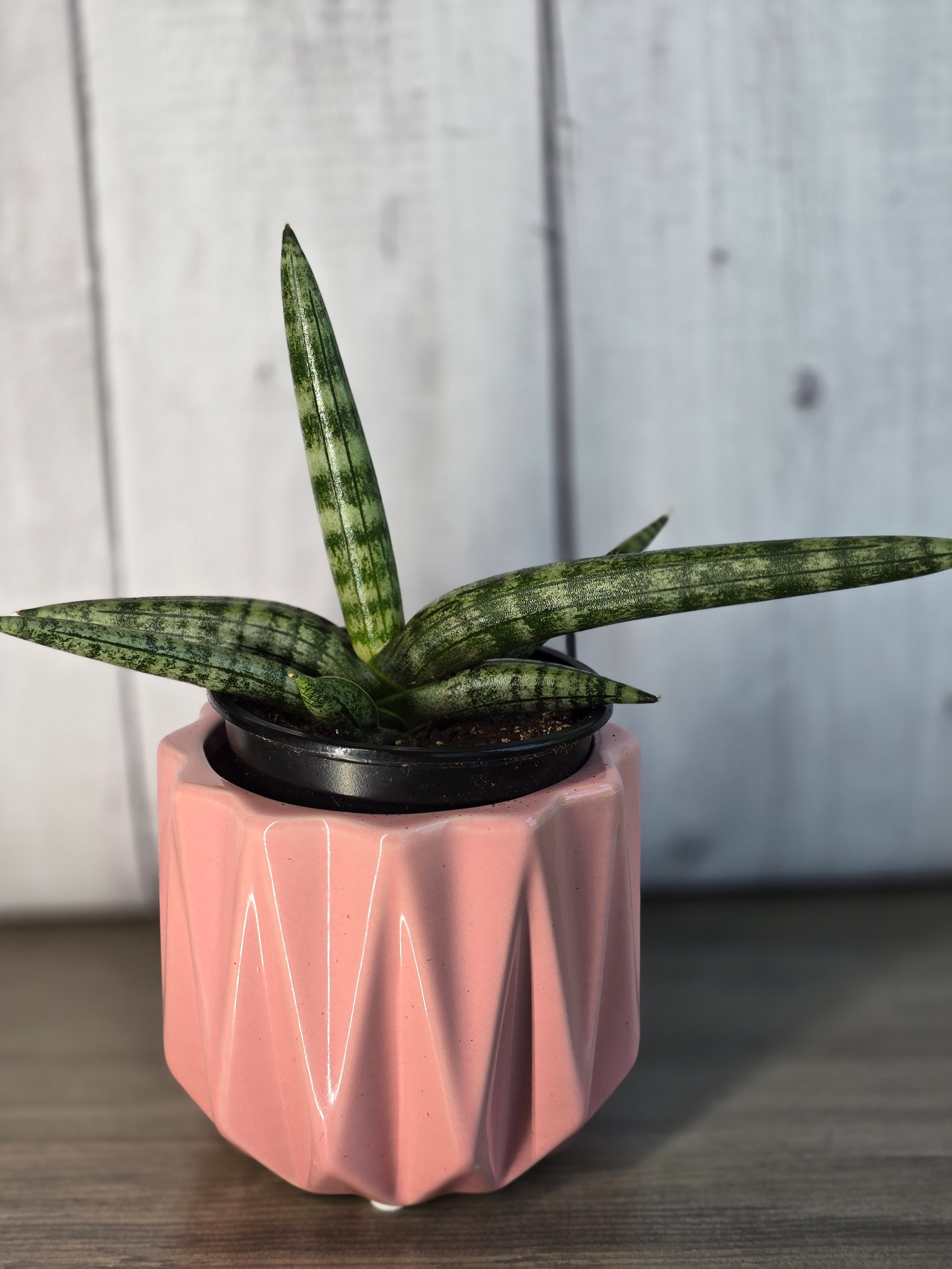 Sansevieria Cylindrica Starfish