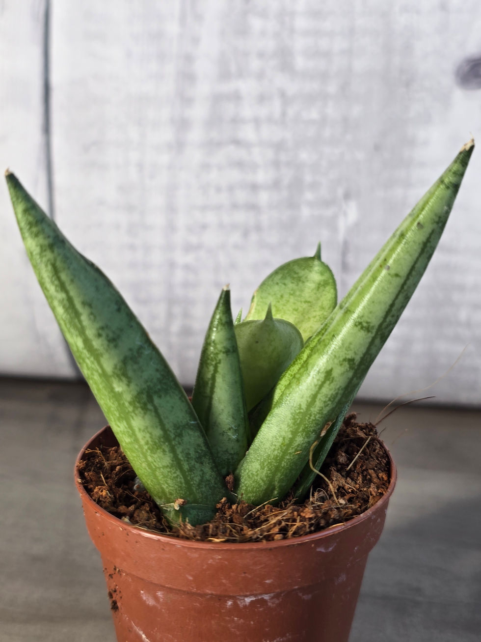 Thumbnail: Sansevieria Ming Manee