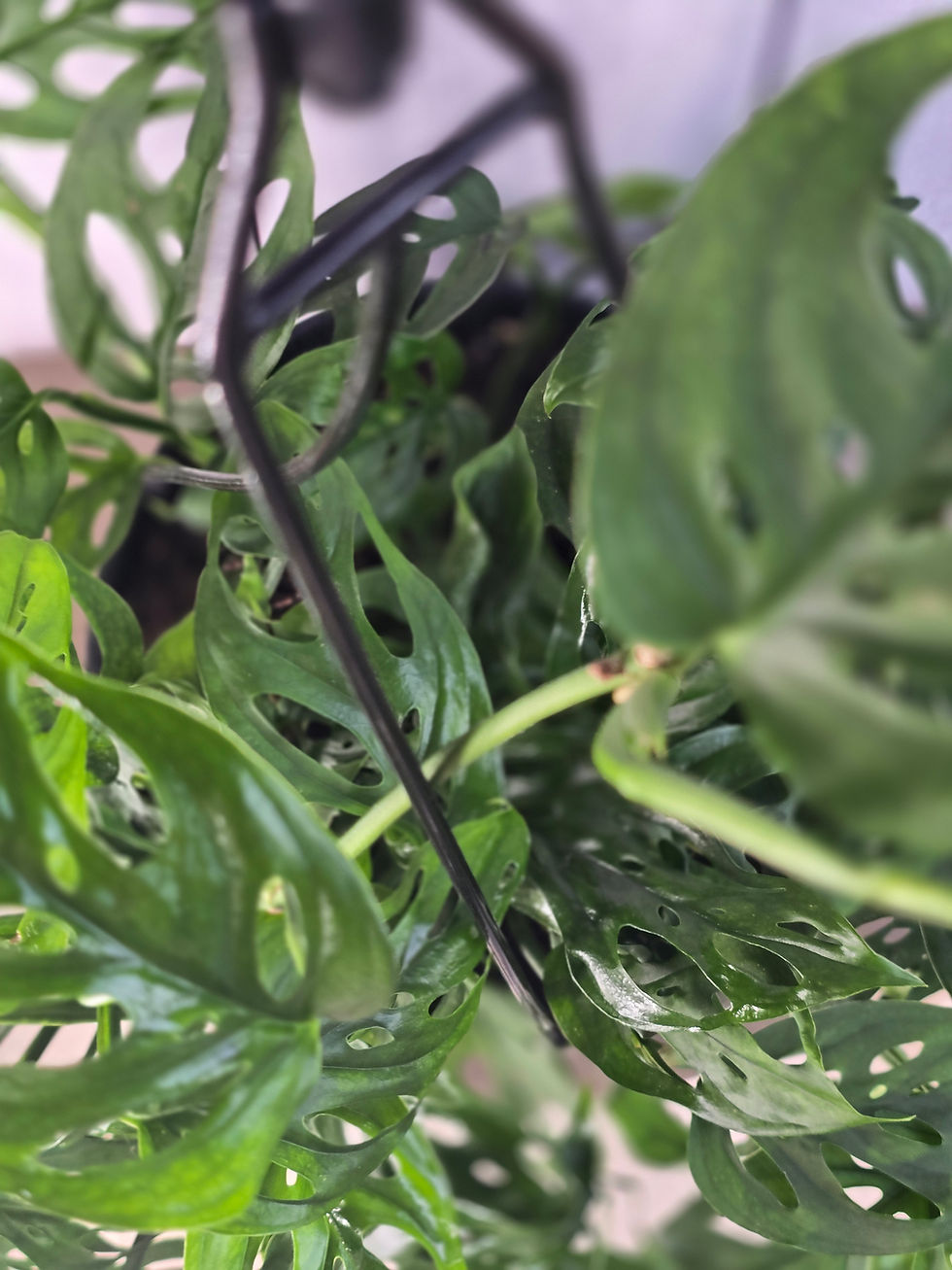 Thumbnail: Philodendron Swiss Cheese 6" Hanging Basket
