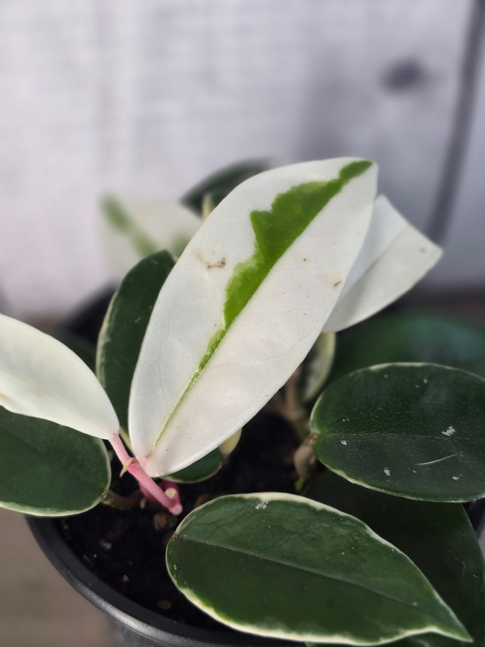 Thumbnail: Hoya Exotica