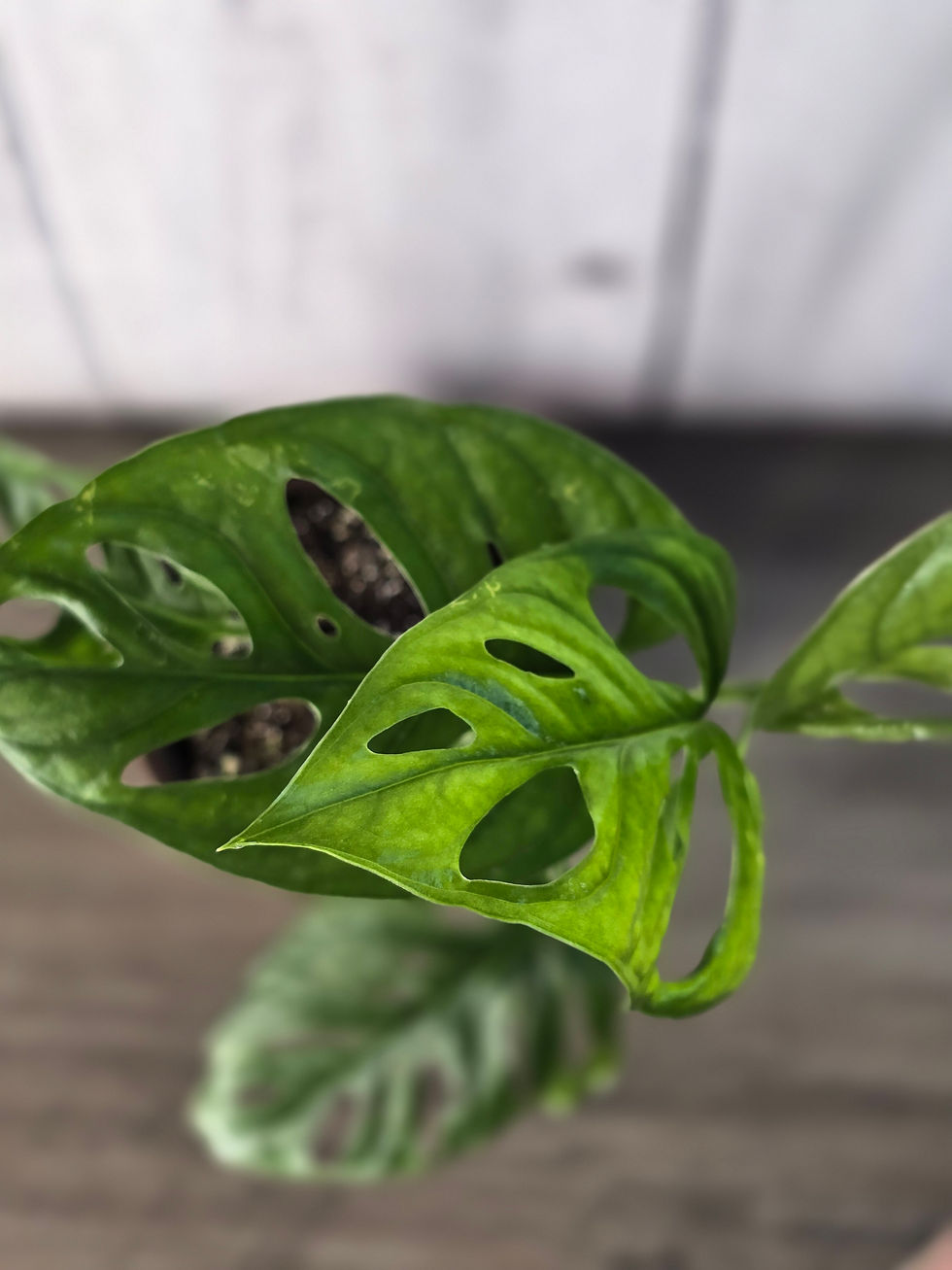 Thumbnail: Monstera Adansonii