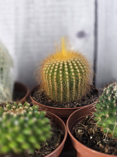Cactus Assorted | Curly Tail Botanicals