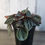 Thumbnail: Peperomia 'Santorini'