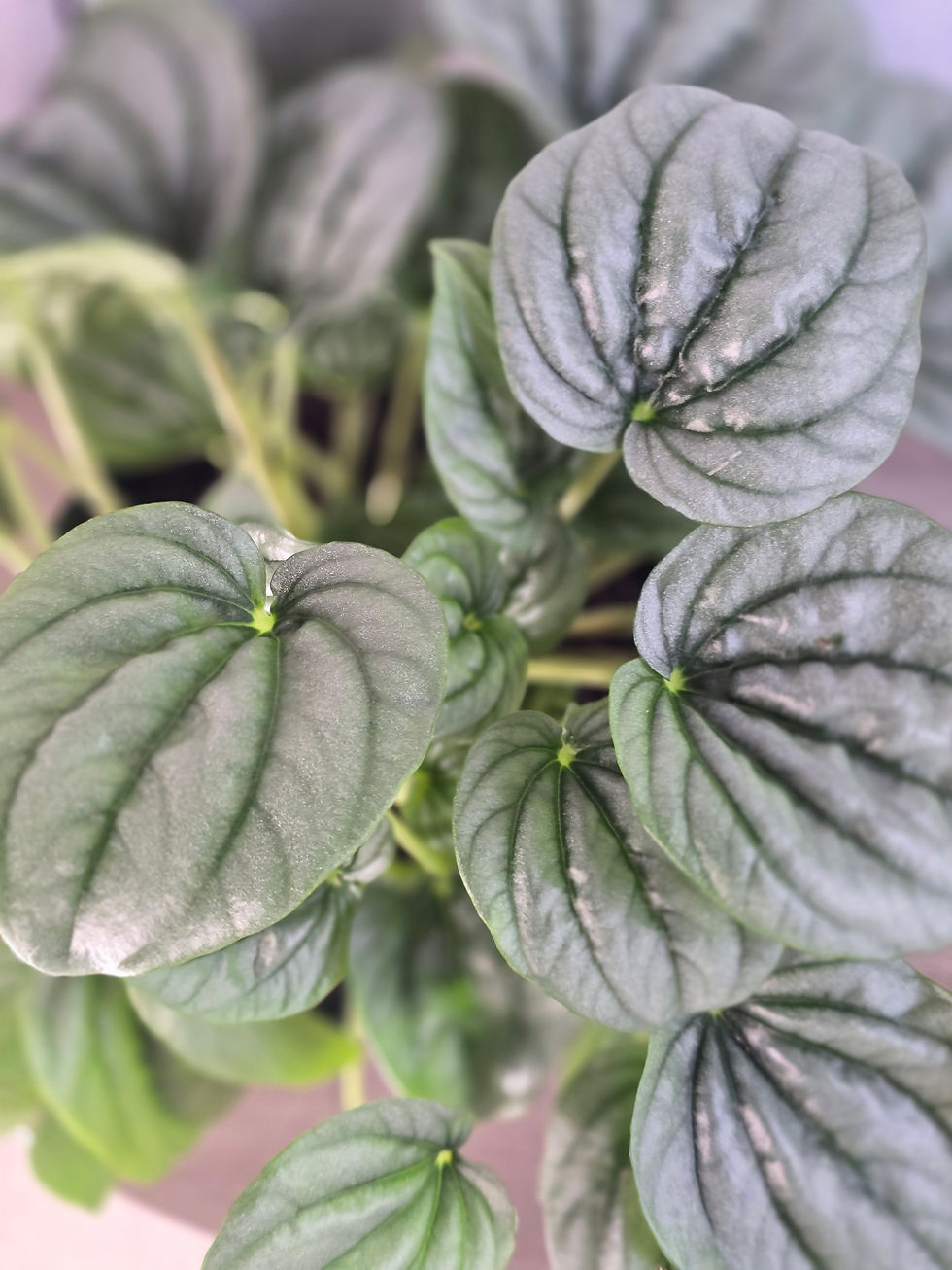 Thumbnail: Peperomia Frost