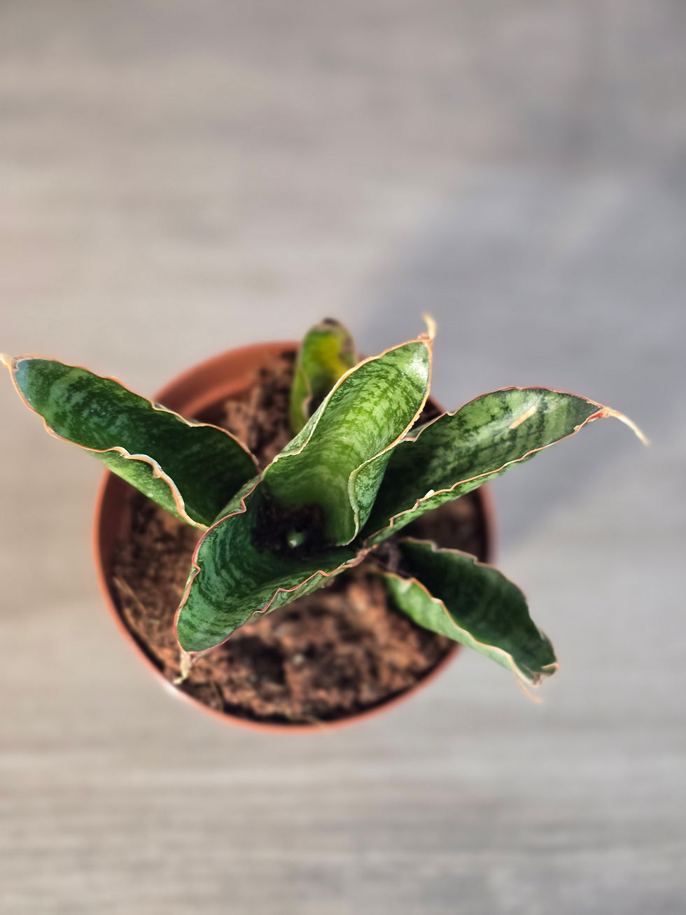 Thumbnail: Sansevieria Marsha Anjanii