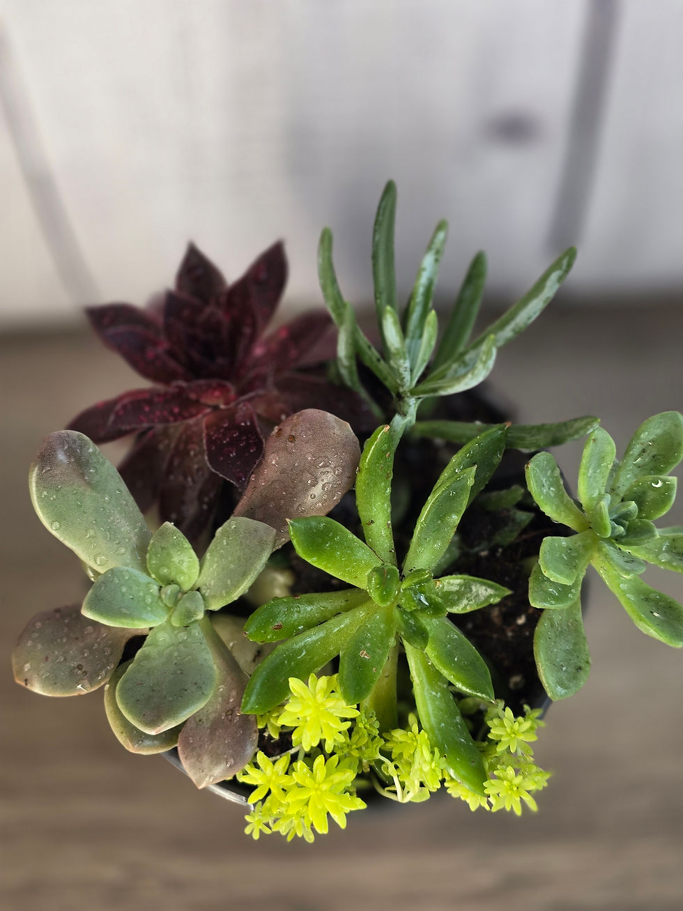 Thumbnail: Succulent Garden