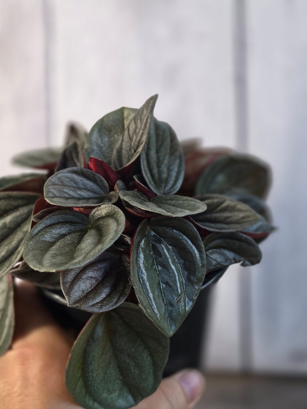 Thumbnail: Peperomia 'Santorini'