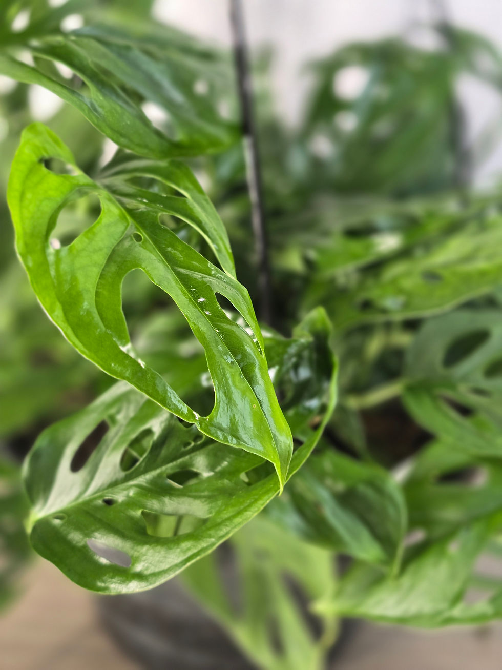Thumbnail: Philodendron Swiss Cheese 6" Hanging Basket