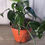 Thumbnail: Pothos Baltic Blue