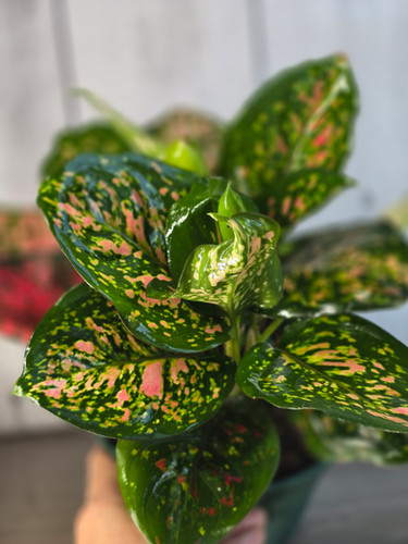 elephant ear plant artificial Palm Phoenix 90cm
