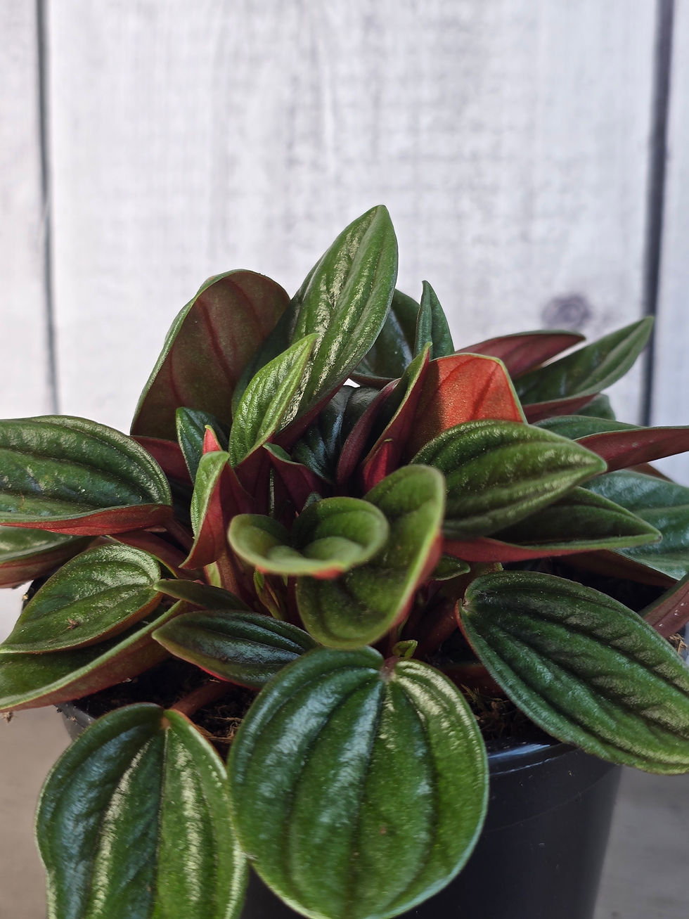 Thumbnail: Peperomia 'Rosso'
