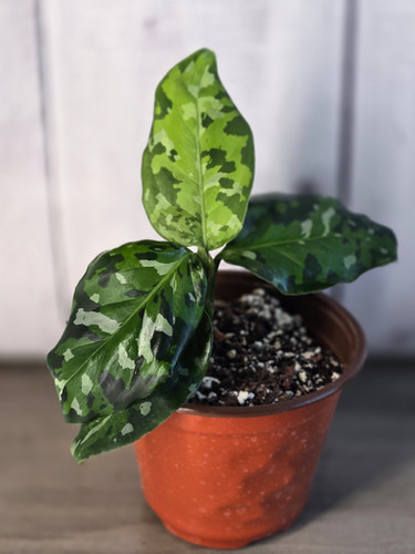 【 あられ】 Aglaonema pictum Aglaonema pictum bicolor variegated mature size – Aroid Market