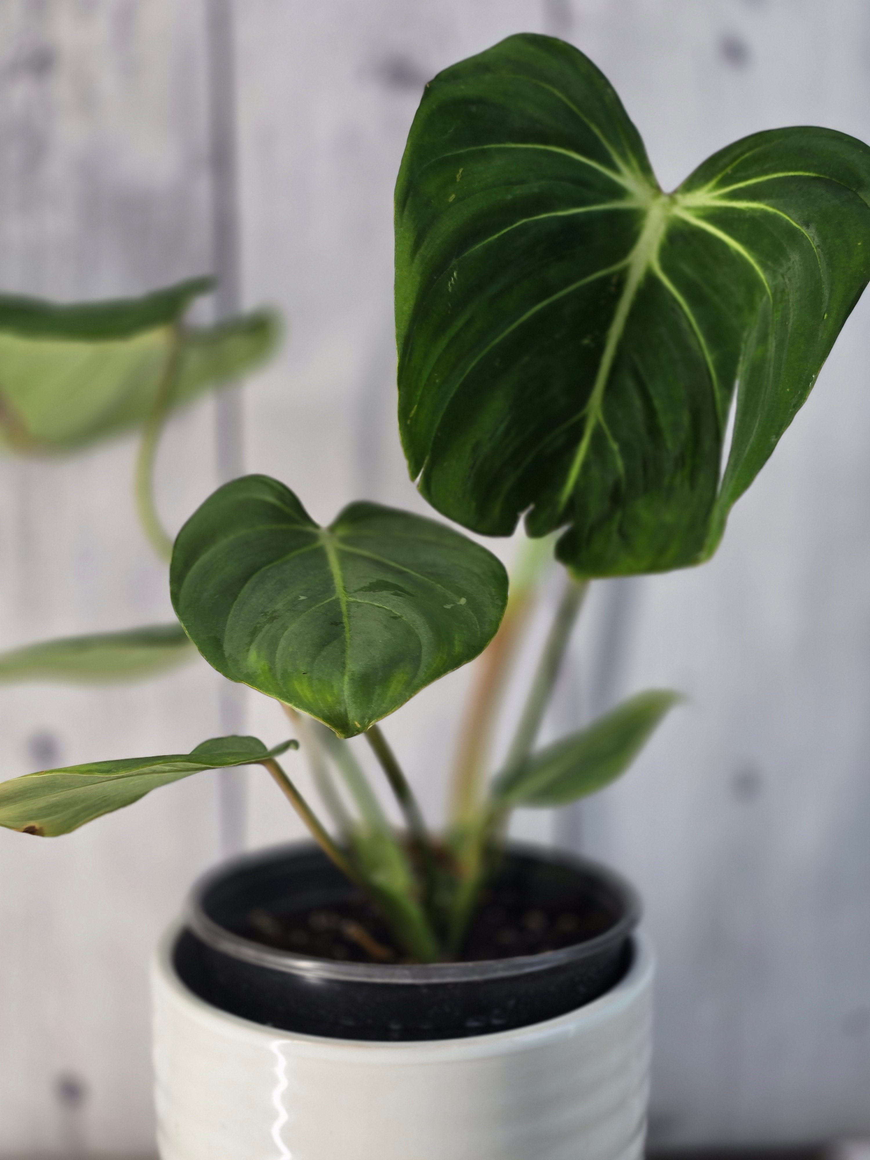 Philodendron Gloriosum