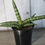 Thumbnail: Sansevieria Cylindrica Starfish