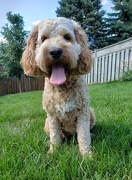 Cockapoo dog sitting