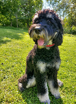 Cockapoo dog sitting